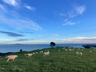Obraz premium cows on a meadow