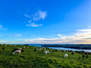 Obraz premium cows on the meadow