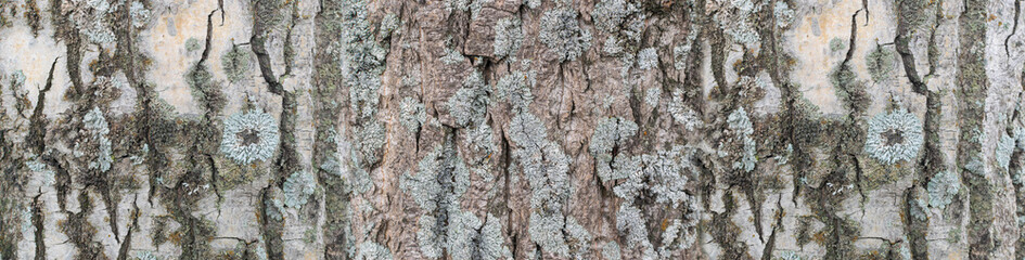 Natural Old Tree Bark