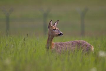 Rehe in der Wiese