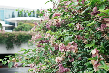 Bougainvillea is known for its vibrant and colorful bracts, which are modified leaves that surround small, inconspicuous flowers. |九重葛