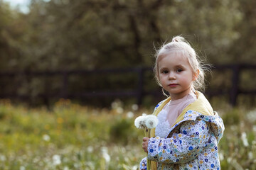 Happy beautiful girl of 3 years blowing on a dandelion on a sunny summer evening. A child in the fresh air, in nature. The setting sun.