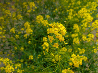 Blooming yellow flower in the green field. Grassy green field with dandelions. Green meadow.