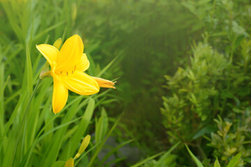 Obraz premium Yellow lily floweron a green blurred background