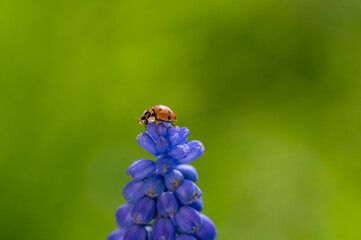 Ladybug on a hyacinth in green nature
