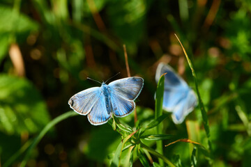 Vogelwicken-Bläuling (Polyommatus amandus) Männchen	