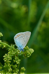 Vogelwicken-Bläuling (Polyommatus amandus) Männchen	