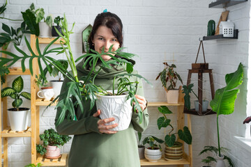 Large philodendron elegance with carved leaves in the hands of woman in the interior of a green...