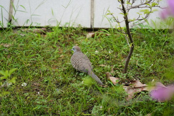 A Zebra Dove Geopelia striata walks on a grass