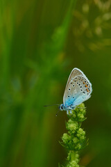 Vogelwicken-Bläuling (Polyommatus amandus) Männchen	