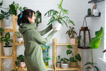 Large Philodendron Elegance With Carved Leaves In The Hands Of Woman In The Interior Of A Green House With Shelving Collections Of Domestic Plants  Home Crop Production Wall Mural