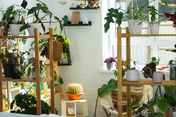 Shelving with a group of indoor plants in the interior in the evening light of the sun and the...