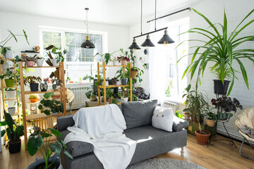 Shelving with a group of indoor plants in the interior room white loft, grey sofa, cozy plaid, carpet. Houseplant Growing and caring for indoor plant, green home