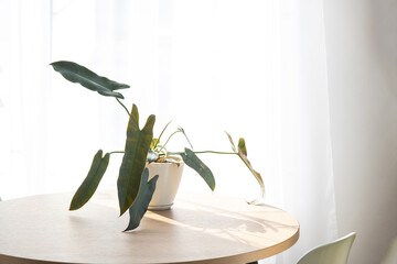 Philodendron atabapoense santa leopoldina close-up in the interior on table on white background of window with a curtain. Houseplant Growing and caring for indoor plant, green home. Minimalism © Ольга Симонова