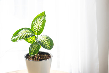 Dieffenbachia Tropic Snow close-up in the interior on a round table in pot on a white background of a window with a curtain. Houseplant Growing and caring for indoor plant, green home. Minimalism