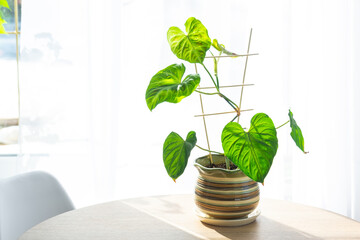 Philodendron verrucosum close-up in the interior on a table in a planter on a white background of a window with a curtain. Houseplant Growing and caring for indoor plant, green home. Minimalism © Ольга Симонова