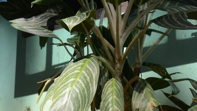 Houseplants that are in pots are exposed to the bright morning sun