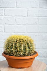 Large echinocactus Gruzoni in the interior close up in white background. Home crop production