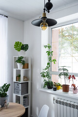 The interior of the house with large windows with a layout and home plants with a monstera minima vine on the slope. Houseplant caring for indoor plant, green home
