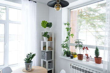 The interior of the house with large windows with a layout and home plants with a monstera minima vine on the slope. Houseplant caring for indoor plant, green home