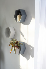 Shelves on the wall in the form of honeycombs with house plants in the white interior of the house. Modern decor Houseplant caring for indoor plant, green home