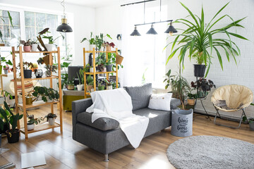 Shelving with a group of indoor plants in the interior room white loft, grey sofa, cozy plaid, carpet. Houseplant Growing and caring for indoor plant, green home