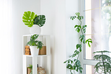 The interior of the house with large windows with a layout and home plants with a monstera minima vine on the slope. Houseplant caring for indoor plant, green home