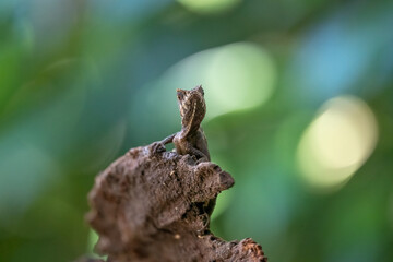 Smooth helmeted iguana sometimes also known as helmeted iguana, helmeted basilisk, elegant helmeted lizard, (Corytophanes cristatus) is a species of New World lizard in the family Corytophanidae