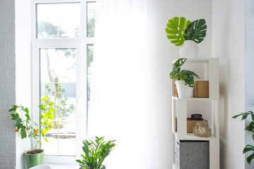 The interior of the house with large windows with a layout and home plants with a monstera minima...