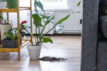 houseplant fell to the floor and the soil from the pot crumbled, garbage, dirt and mess due to the fall of the planters from the rack. Care and cleaning of shelves in the interior of a green house
