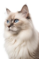 Fototapeta na wymiar Cat isolated on white
