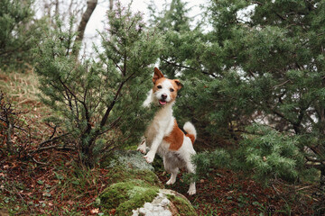 Naklejka na ściany i meble little dog in the forest . Jack Russell Terrier in a wood. pet on a walk on nature