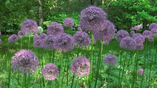 Purple flowers sway in the gentle wind in the park