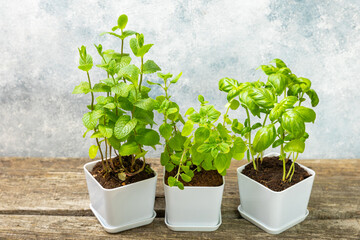 Fresh garden herbs in pots. Rosemary, mint, oregano and thyme in white pots. Seedling of spicy spices and herbs. Assorted fresh herbs in a pot. Home aromatic and culinary herbs.Place for text.