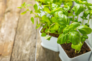 Fresh garden herbs in pots. Rosemary, mint, oregano and thyme in white pots. Seedling of spicy spices and herbs. Assorted fresh herbs in a pot. Home aromatic and culinary herbs.Place for text.