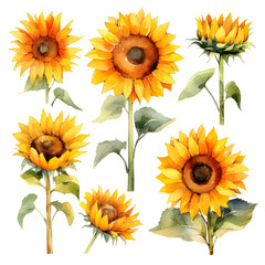Set of water color sun flowers.