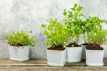 Fresh garden herbs in pots. Rosemary, mint, oregano and thyme in white pots. Seedling of spicy spices and herbs. Assorted fresh herbs in a pot. Home aromatic and culinary herbs.Place for text.