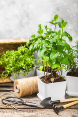 Fresh garden herbs in pots. Rosemary, mint, oregano and thyme in white pots. Seedling of spicy spices and herbs. Assorted fresh herbs in a pot. Home aromatic and culinary herbs.Place for text.