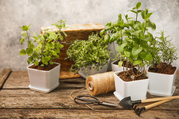 Fresh garden herbs in pots. Rosemary, mint, oregano and thyme in white pots. Seedling of spicy spices and herbs. Assorted fresh herbs in a pot. Home aromatic and culinary herbs.Place for text.