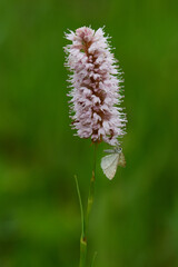 Klappertopf-Kapselspanner (Perizoma albulata)	