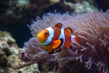Fototapeta na wymiar Generative AI. a cute red and white fish in the sea
