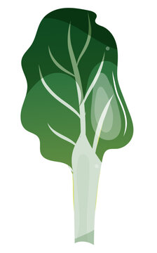 green chard plant isolated on white clip art preview