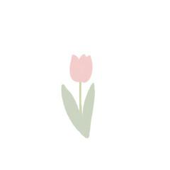 tulip flower illustration