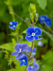 Przetacznik ożankowy. Mały niebieski kwiat, rosnący w lasach i na łąkach. Veronica chamaedrys L. - obrazy, fototapety, plakaty