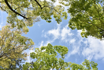 新緑の空