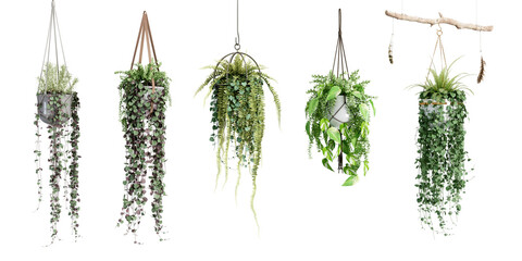 Collection of plant hanging isolated on transparent background