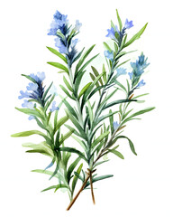Fototapeta premium Watercolor rosemary isolated on white background