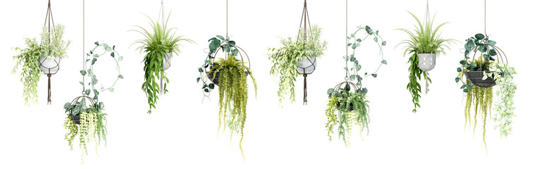 Hanging plant  in 3d rendering isolated on white background