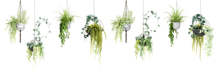 Hanging plant  in 3d rendering isolated on white background