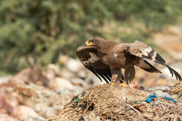 Steppe eagle or Aquila nipalensis closeup or portrait with wingspan or wings open during winter migration at Jorbeer Conservation Reserve bikaner rajasthan india asia
